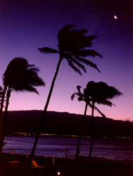 Palms at dawn