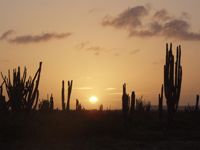 Cactus sunrise