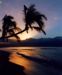 Sunrise palms