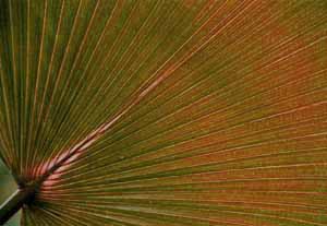 Fan palm leaf